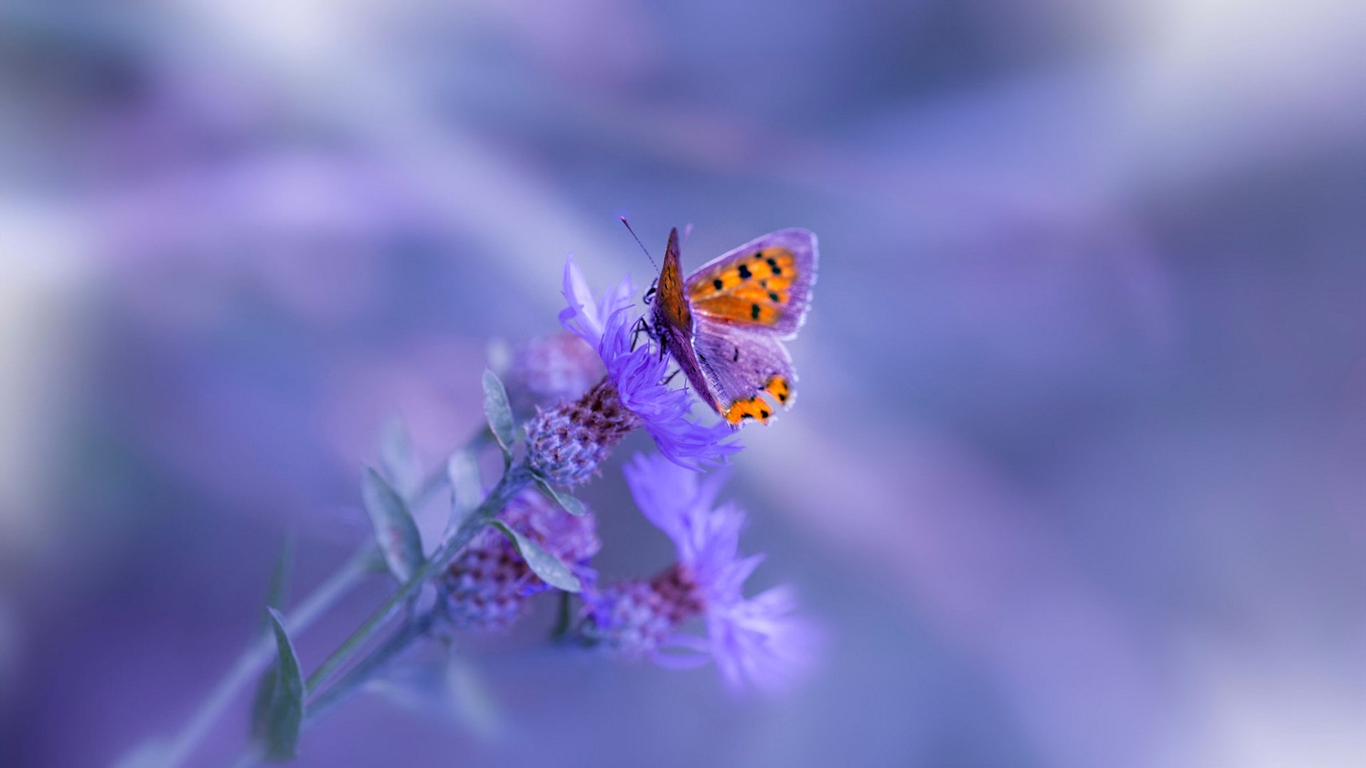 反转与专注，体育世界的两重魅力