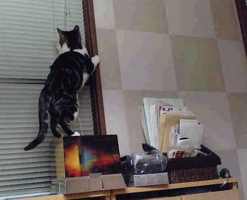 铁王座不容动摇，当红衣主教的诅咒回荡，欧文撕碎芝加哥最后的骄傲