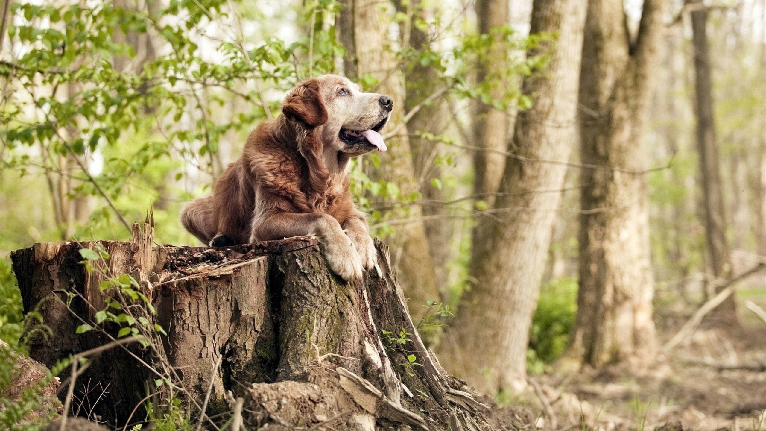布克末节主宰战局，篮网强势终结上海队不败神话
