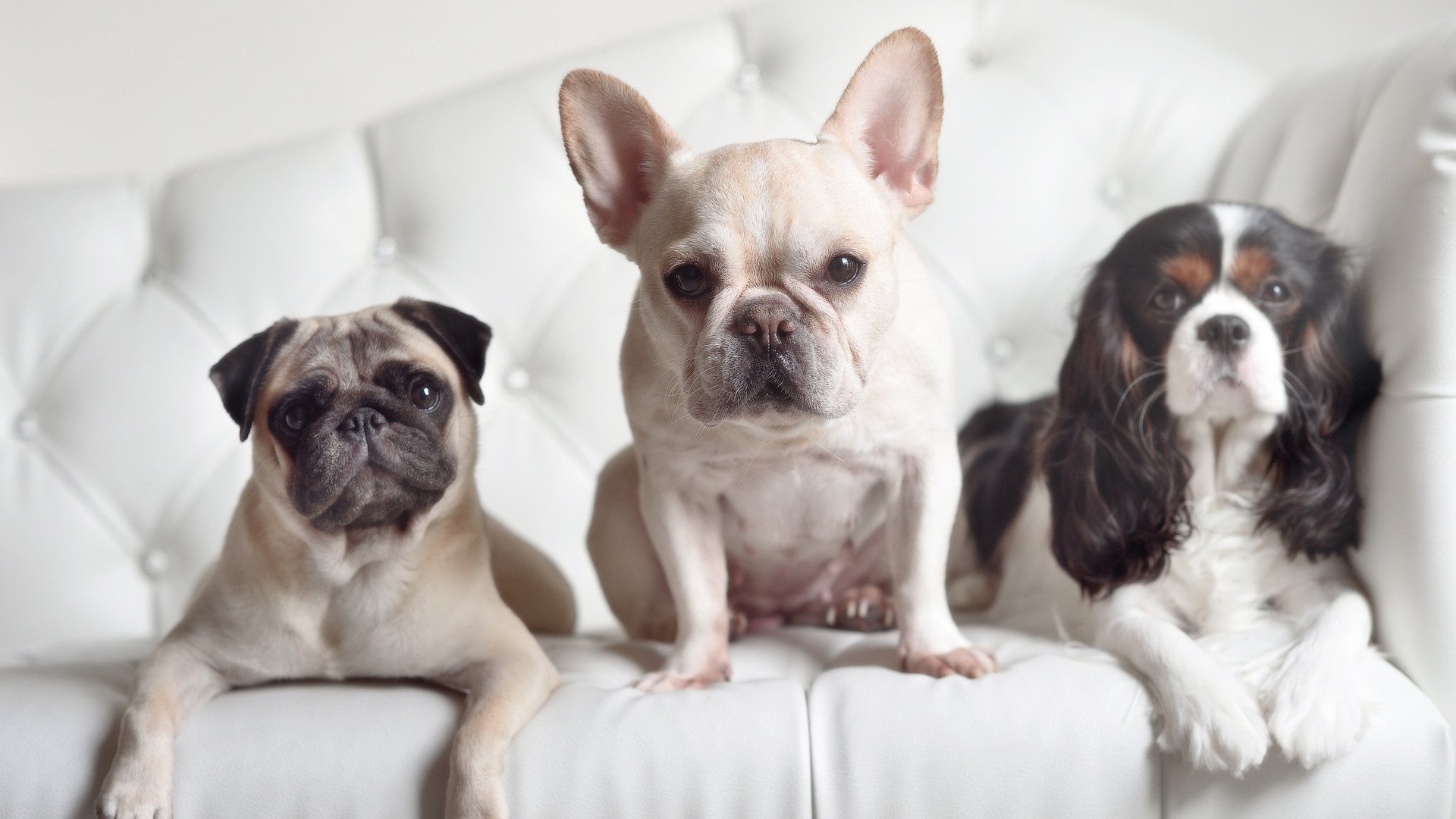 拜仁对阵芬兰？不，是弗拉霍维奇的时间！一场突发友谊赛背后的高能传奇