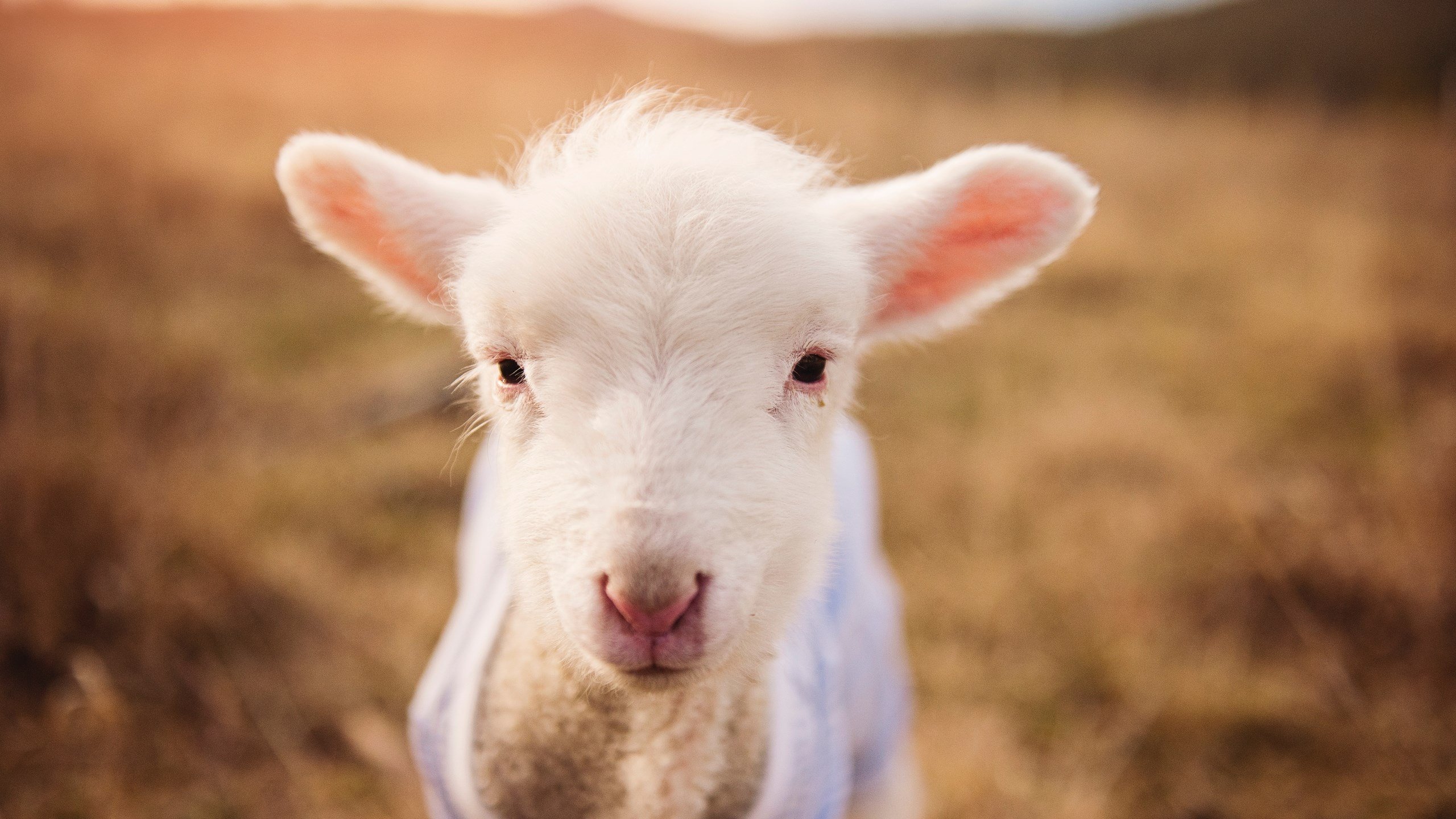 熄灭希望的火花，火箭强势灭火，乔治成就关键先生