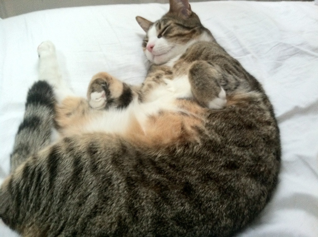 巨兽觉醒与猎豹合围，当武切维奇爆发成为辽宁撕裂东北虎的利爪