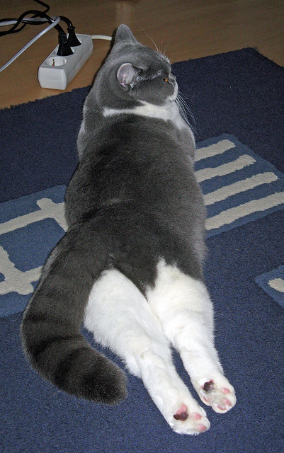 当流星刺穿银河，拉梅洛压制级发挥撕碎深圳队钢铁防线