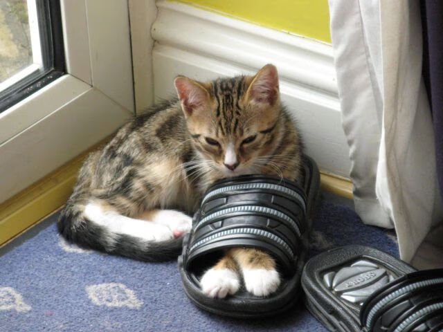 隔空风暴，英超争冠暗流中的北美惊雷