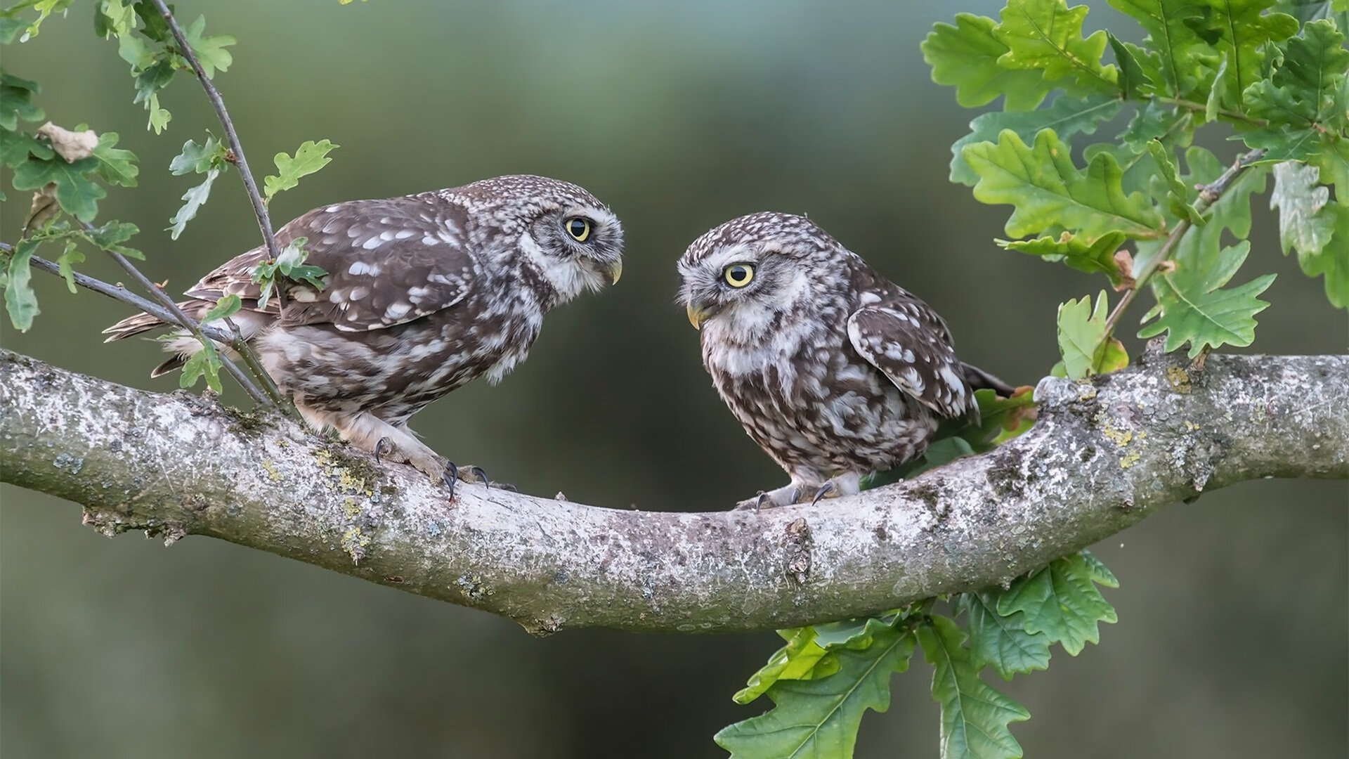 绝境逆袭,迪亚斯一剑封喉,南非血拼撼动德国战车