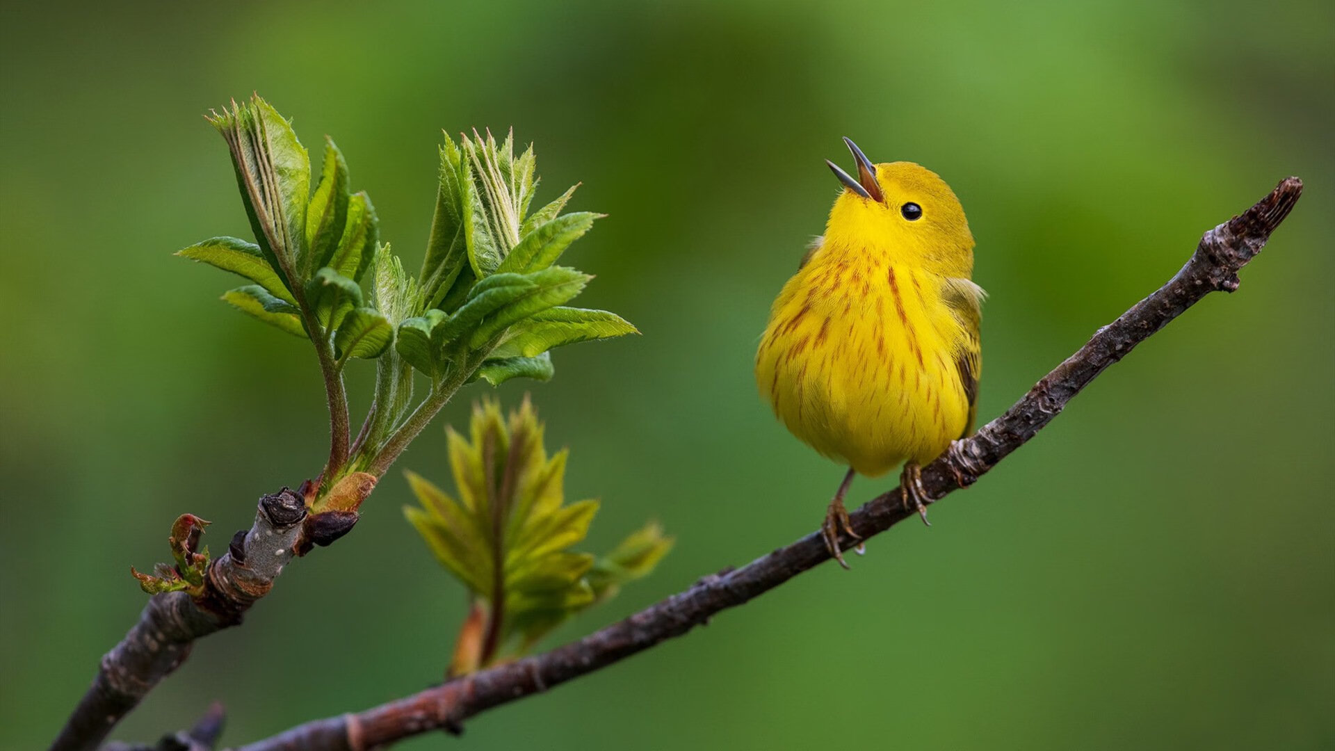 训练场上的智谋对决,基耶萨如何让拉齐奥球员击溃阿根廷