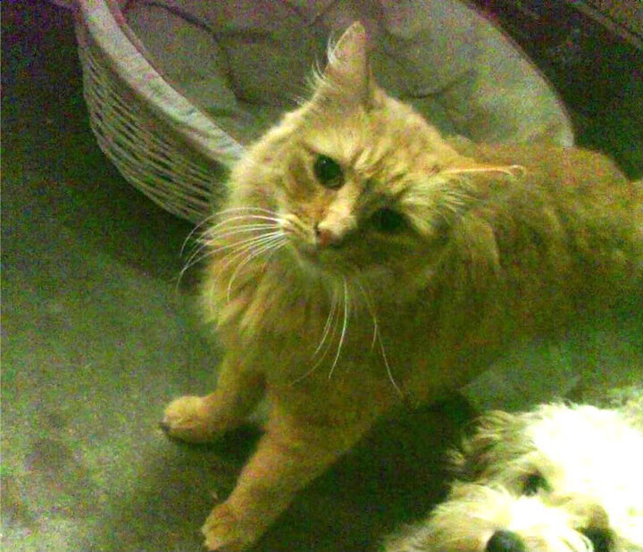 德意志的风吹过安菲尔德，亚特兰大如何用基米希的手术刀肢解利物浦