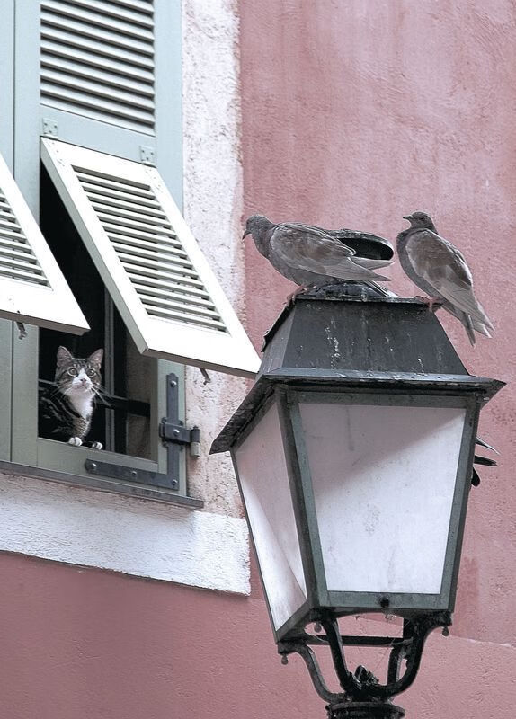 绿茵交响,弗拉霍维奇执笔定乾坤,沙漠之狐奏响压制狂想曲