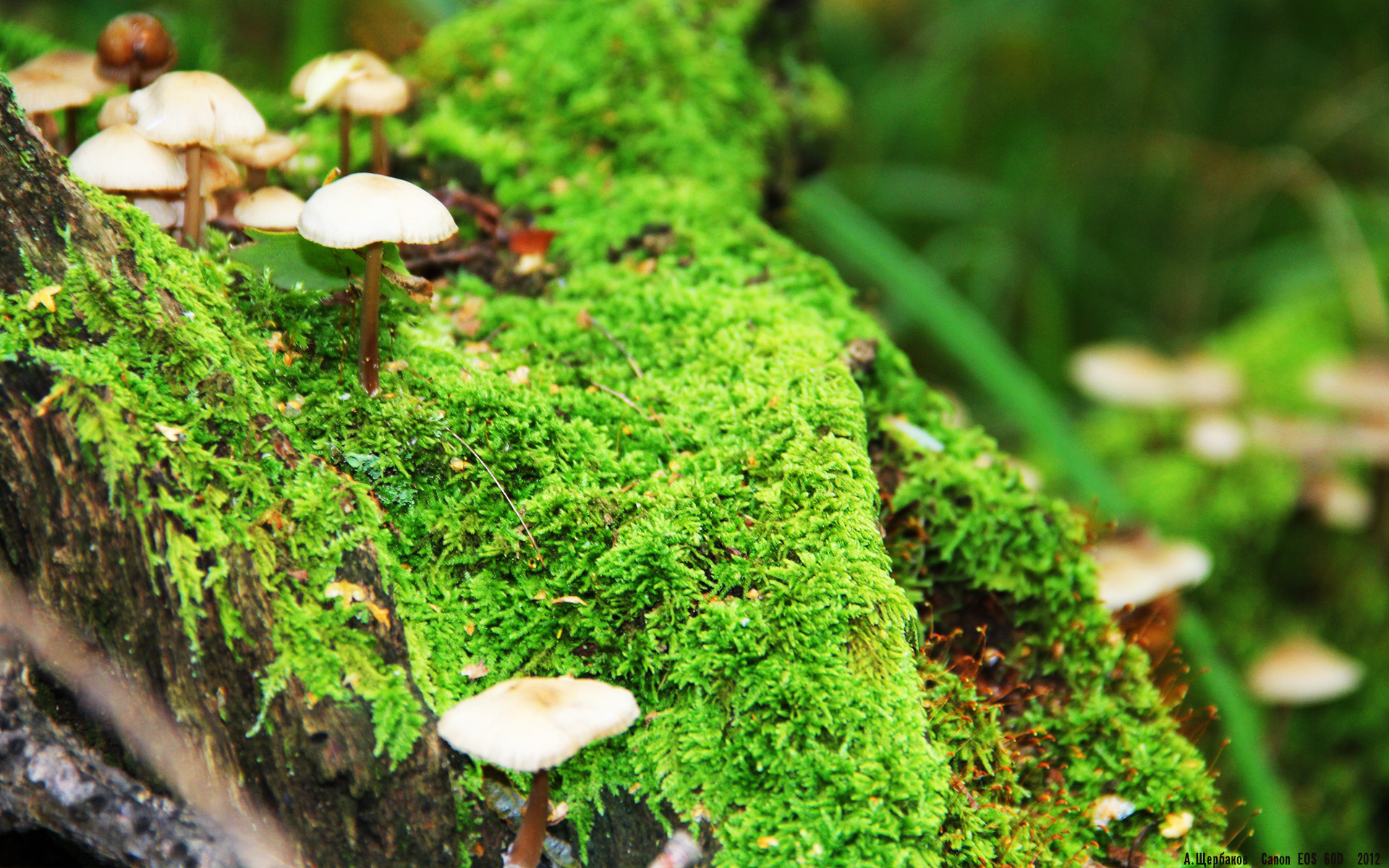 年度焦点之战,布克用40分写下答案,冠军级表演照亮争冠之路