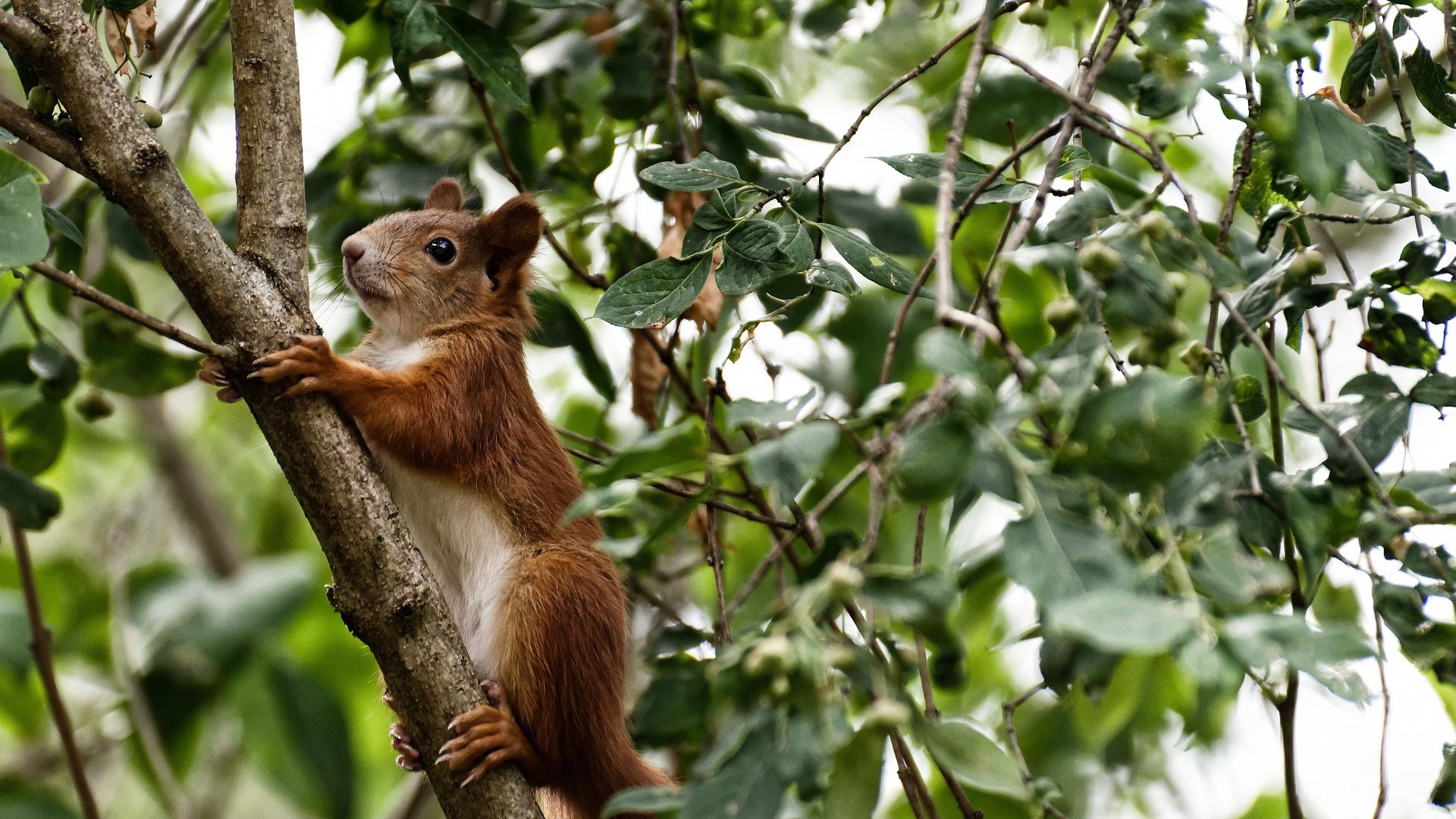双核驱动钢铁防线，亚特兰大诠释现代足球的攻防转换艺术