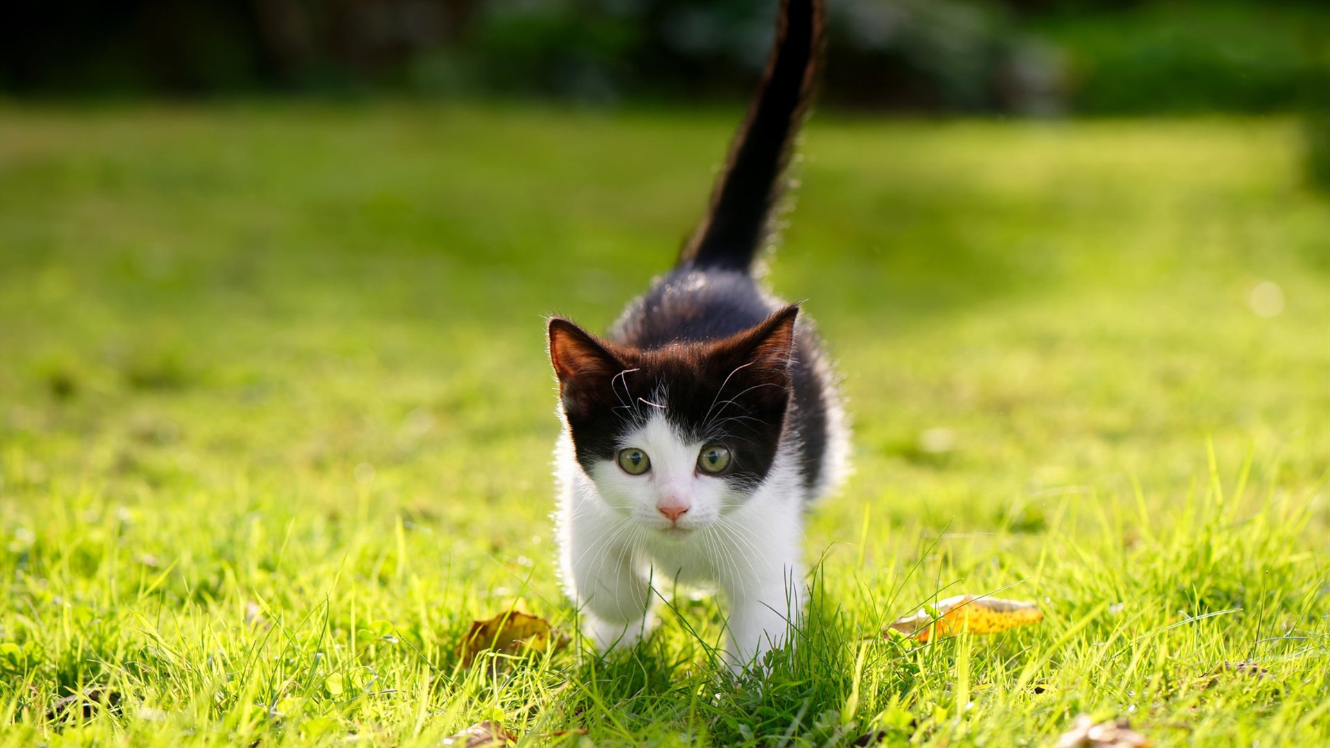 爱游戏官网-爵士鏖战雄鹿，莫兰特无愧大场面先生