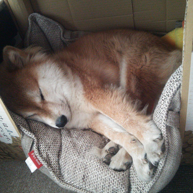 跨越大洋的统治力，当国王险胜魔术，东契奇在欧冠赛场接管比赛