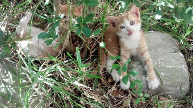 爱游戏在线-地球另一端的重炮，欧冠史上最超现实的绝杀