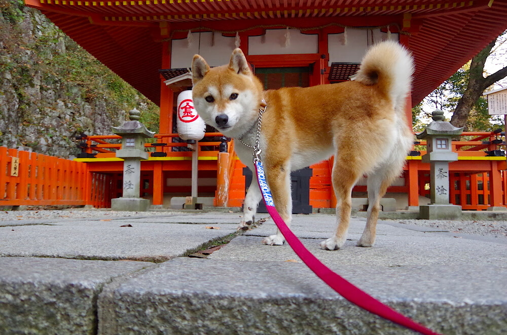 终极掌控，伦纳德在NBA总决赛之夜的主宰传奇