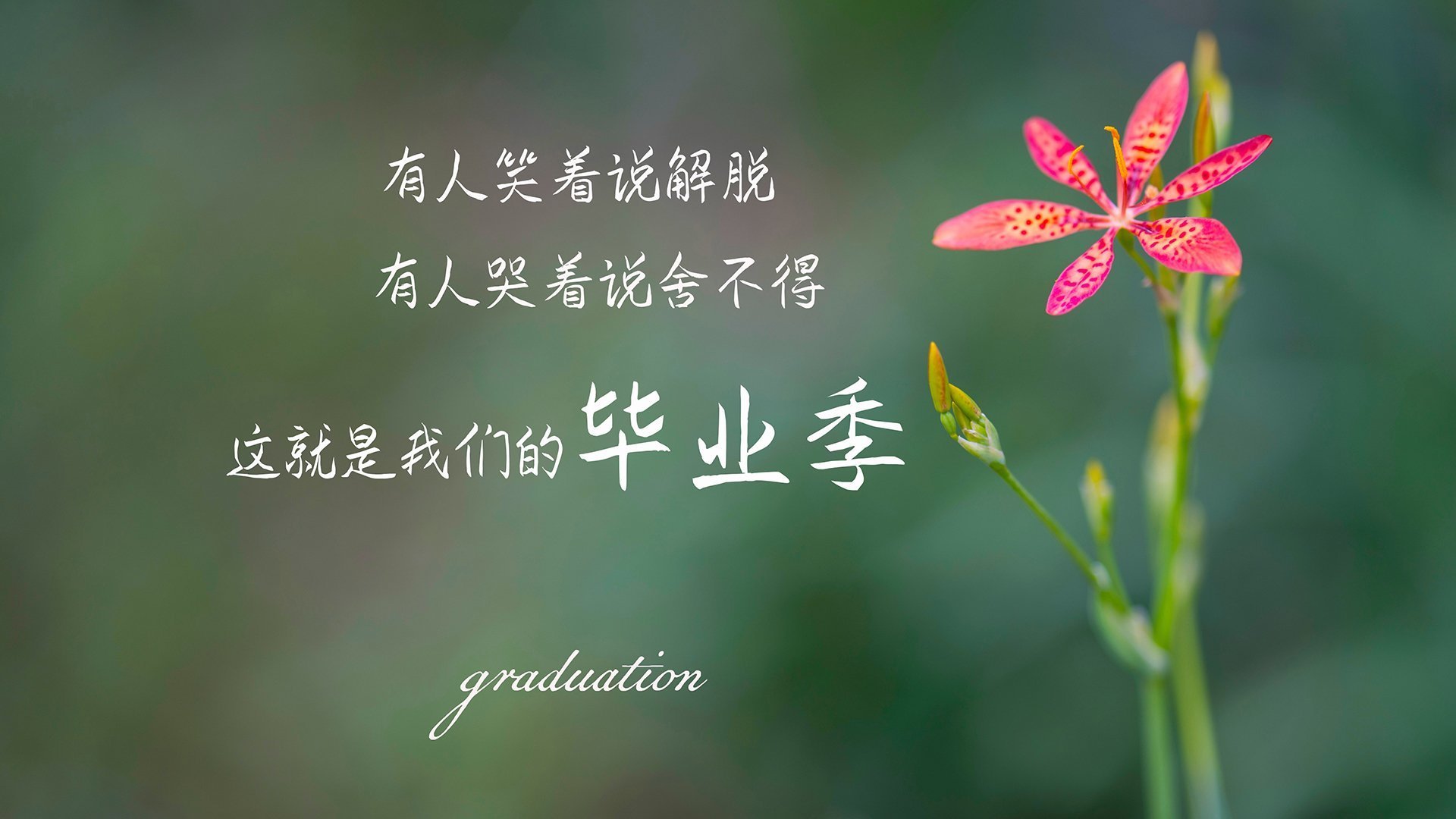 迷雾中的一击,2026世界杯D组,当罗马尼亚的完美风暴吞噬葡萄牙,凯恩完成历史性绝杀